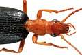 Brachymus crepitans